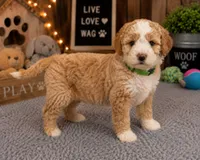 Puppy #3, a male Miniature Bernedoodle for sale in Albertville, AL – 1 of 5