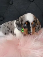 Blueberry, a female Miniature Dachshund for sale in Locust Grove, OK – 8 of 10