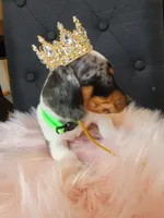 Blueberry, a female Miniature Dachshund for sale in Locust Grove, OK – 10 of 10