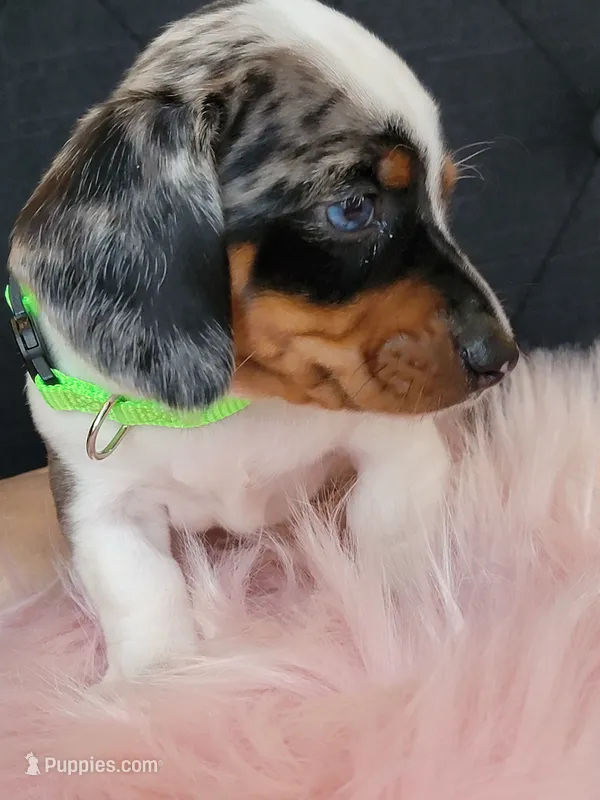 Blueberry – Miniature Dachshund puppy for sale in Locust Grove, OK