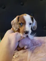 Cookie, a female Miniature Dachshund for sale in Locust Grove, OK – 10 of 10
