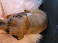 Daisy, a female Miniature Dachshund for sale in Locust Grove, OK – 9 of 10