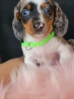 Blueberry, a female Miniature Dachshund for sale in Locust Grove, OK – 6 of 10