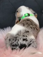 Blueberry, a female Miniature Dachshund for sale in Locust Grove, OK – 2 of 10