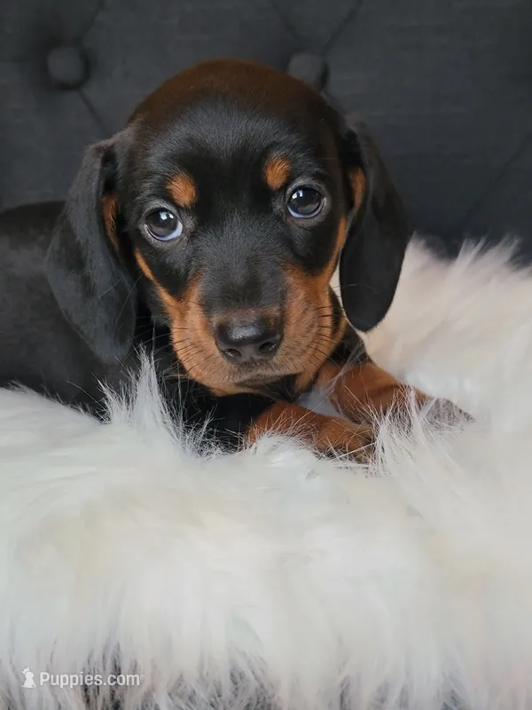 Max – Miniature Dachshund puppy on hold in Locust Grove, OK