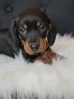 Max, a male Miniature Dachshund for sale in Locust Grove, OK – 1 of 8