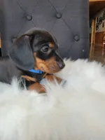 Max, a male Miniature Dachshund for sale in Locust Grove, OK – 2 of 8