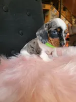 Blueberry, a female Miniature Dachshund for sale in Locust Grove, OK – 7 of 10
