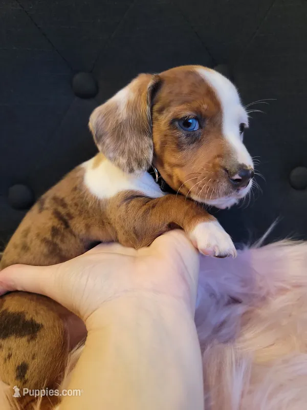 Cookie – Miniature Dachshund puppy for sale in Locust Grove, OK
