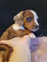 Cookie, a female Miniature Dachshund for sale in Locust Grove, OK – 1 of 10
