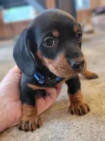 Max, a male Miniature Dachshund for sale in Locust Grove, OK – 4 of 8