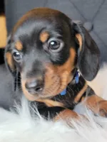 Max, a male Miniature Dachshund for sale in Locust Grove, OK – 6 of 8