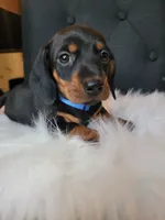 Max, a male Miniature Dachshund for sale in Locust Grove, OK – 5 of 8