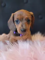Daisy, a female Miniature Dachshund for sale in Locust Grove, OK – 7 of 10