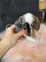 Blueberry, a female Miniature Dachshund for sale in Locust Grove, OK – 9 of 10
