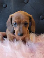 Daisy, a female Miniature Dachshund for sale in Locust Grove, OK – 2 of 10