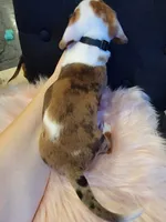 Cookie, a female Miniature Dachshund for sale in Locust Grove, OK – 6 of 10