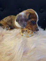Cookie, a female Miniature Dachshund for sale in Locust Grove, OK – 2 of 10