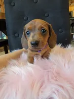 Daisy, a female Miniature Dachshund for sale in Locust Grove, OK – 3 of 10