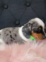 Blueberry, a female Miniature Dachshund for sale in Locust Grove, OK – 4 of 10