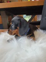 Max, a male Miniature Dachshund for sale in Locust Grove, OK – 3 of 8