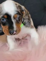 Blueberry, a female Miniature Dachshund for sale in Locust Grove, OK – 3 of 10