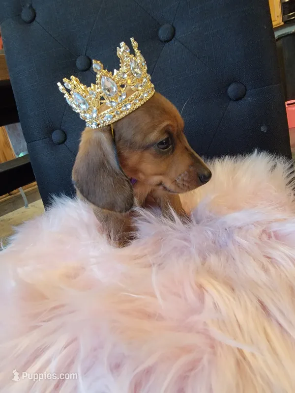 Daisy – Miniature Dachshund puppy for sale in Locust Grove, OK