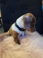 Cookie, a female Miniature Dachshund for sale in Locust Grove, OK – 7 of 10