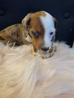 Cookie, a female Miniature Dachshund for sale in Locust Grove, OK – 3 of 10
