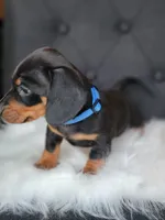 Max, a male Miniature Dachshund for sale in Locust Grove, OK – 7 of 8