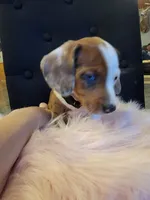 Cookie, a female Miniature Dachshund for sale in Locust Grove, OK – 5 of 10