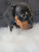 Max, a male Miniature Dachshund for sale in Locust Grove, OK – 8 of 8
