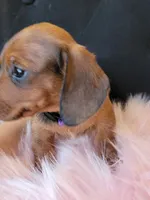 Daisy, a female Miniature Dachshund for sale in Locust Grove, OK – 6 of 10