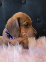 Daisy, a female Miniature Dachshund for sale in Locust Grove, OK – 4 of 10