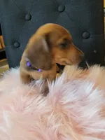 Daisy, a female Miniature Dachshund for sale in Locust Grove, OK – 5 of 10