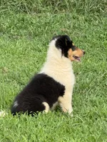 BONNIE, a female Collie for sale in Canton, GA – 3 of 3