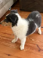 WOODY, a male Collie for sale in Canton, GA – 3 of 3