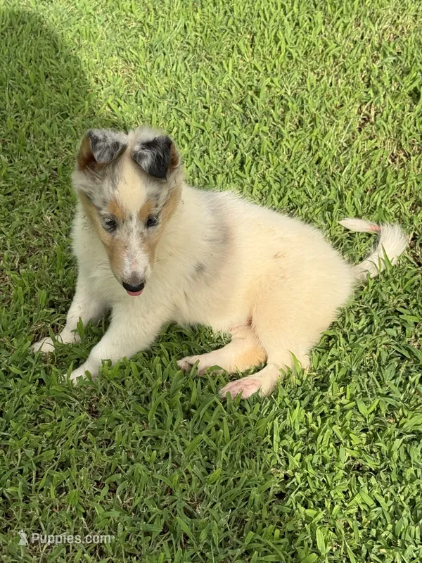 BUZZ – Collie puppy for sale in Canton, GA