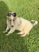 BUZZ, a male Collie for sale in Canton, GA – 1 of 3