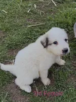JUDY, a female Great Pyrenees for sale in Canton, GA – Photo 2 of 4