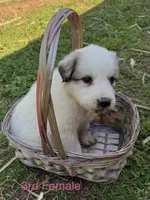 JUDY, a female Great Pyrenees for sale in Canton, GA – Photo 1 of 4