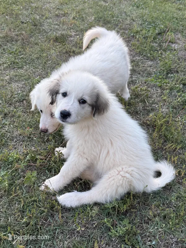 JUDY – Great Pyrenees puppy for sale in Canton, GA