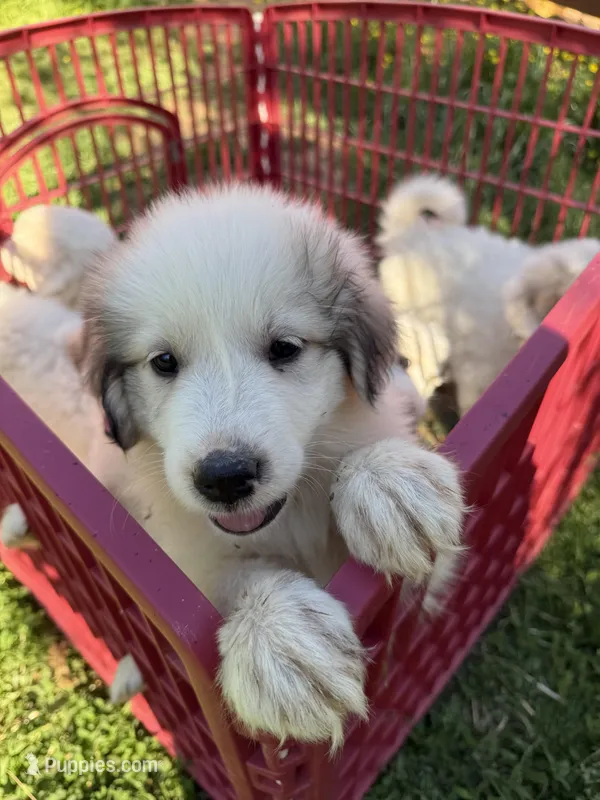 JUDY – Great Pyrenees puppy for sale in Canton, GA