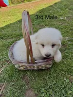 JOHN, a male Great Pyrenees for sale in Canton, GA – Photo 3 of 5