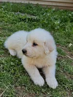 JOHN, a male Great Pyrenees for sale in Canton, GA – Photo 2 of 5