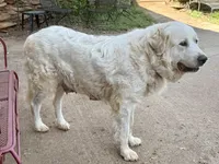 JOHN, a male Great Pyrenees for sale in Canton, GA – Photo 5 of 5