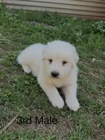 JOHN, a male Great Pyrenees for sale in Canton, GA – Photo 1 of 5