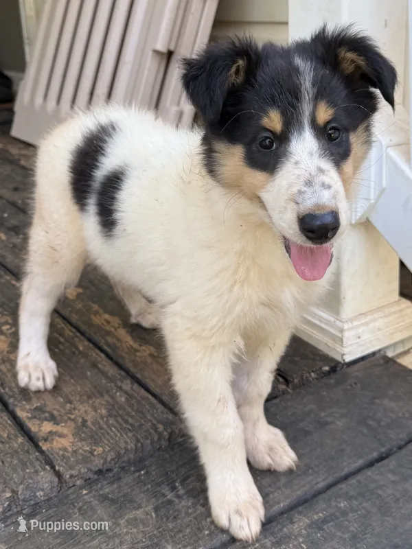 JESSE – Collie puppy for sale in Canton, GA
