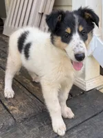 JESSE, a female Collie for sale in Canton, GA – 1 of 3