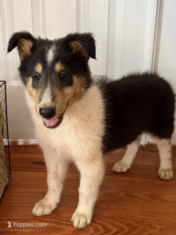 BONNIE – Collie puppy for sale in Canton, GA